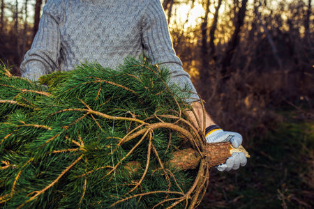 Young man is carrying christmas tree in the wood. men with a beard bears home a Christmas tree.の写真素材