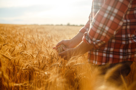 Amazing view with Man With His Back To The Viewer In A Field Of Wheat Touched By The Hand Of Spikes.の写真素材