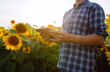 Farmer examining crop in the sunflower field. Harvesting, organic farming conceptの写真素材