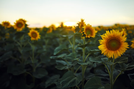 Backdrop Of The Beautiful Sunflowers Garden. Field Of Blooming Sunflowers On A Background Sunset.の写真素材