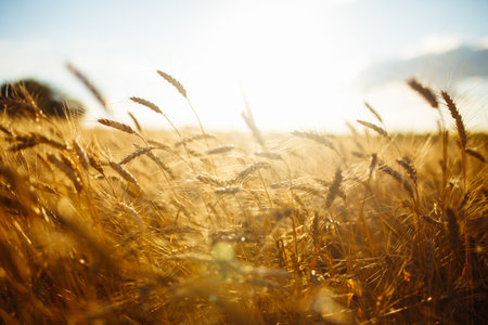 Amazing agriculture sunset landscape.Growth nature harvest. Wheat field natural product.