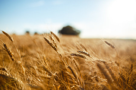 Amazing agriculture sunset landscape.Growth nature harvest. Wheat field natural product.