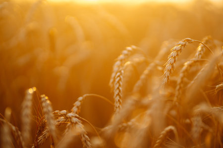 Sunset wheat golden field in the evening. Growth nature harvest. agriculture farm.の写真素材