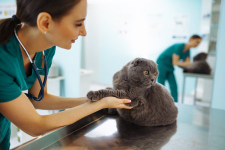 Woman veterinarian examining cat on table in veterinary clinic. Medicine treatment of pets.の写真素材