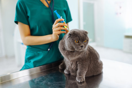 Woman veterinarian examining cat on table in veterinary clinic. Medicine treatment of pets.の写真素材