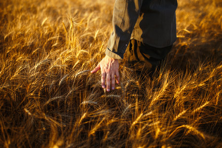 Man with his back to viewer in field of wheat touched by the hand of spikes in the sunset light..