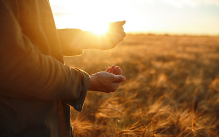 Amazing Hands Of A Farmer Close-up Holding A Handful Of Wheat Grains In A Wheat Field.