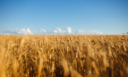 Close up nature photo Idea of rich harvest. Amazing backdrop of ripening ears of yellow wheat fieldの写真素材