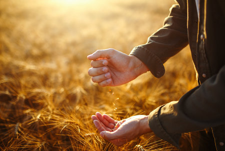 Amazing Hands Of A Farmer Close-up Holding A Handful Of Wheat Grains In A Wheat Field.の写真素材