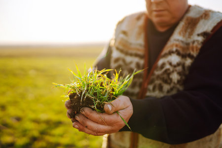 Young Green wheat seedlings in the hands of a farmer. Agriculture, organic gardening, planting.