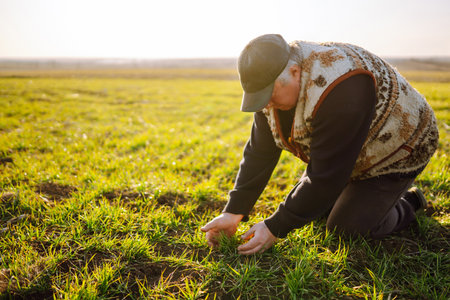Young Green wheat seedlings in the hands of a farmer. Agriculture, organic gardening, planting.の写真素材