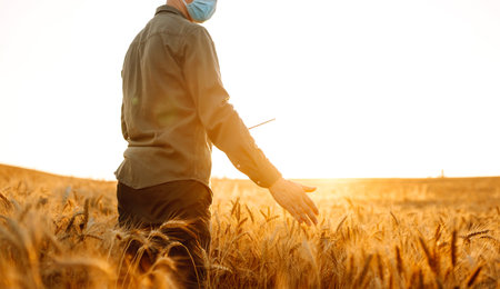 Farmer in a sterile mask with a tablet in their hands in a wheat field at sunset. Agro business.