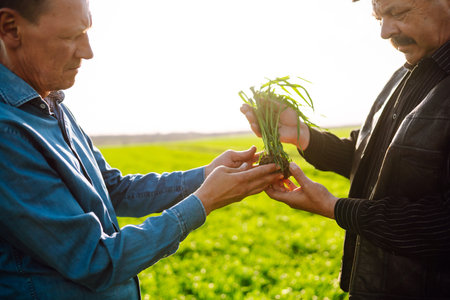 Farmers discuss agricultural issues on young wheat in the field. Agriculture, ecology concept.