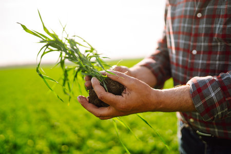 Young Green wheat seedlings in the hands of a farmer. Checking wheat field progress.