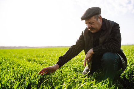 Young green wheat sprout in the hands of a farmer. Agriculture, gardening or ecology concept.の写真素材