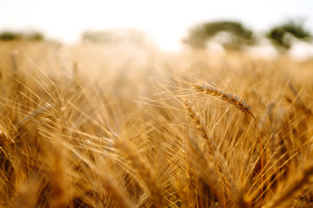 Sunset wheat golden field in the evening. Growth nature harvest. agriculture farm.