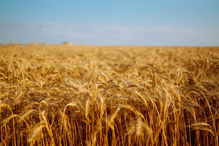 Backdrop of ripening ears of yellow wheat field on sunset Close up nature photo Idea of rich harvestの写真素材