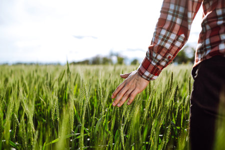 Farmer's hand touching young ears of green crop. Ripening ears of wheat field.の写真素材