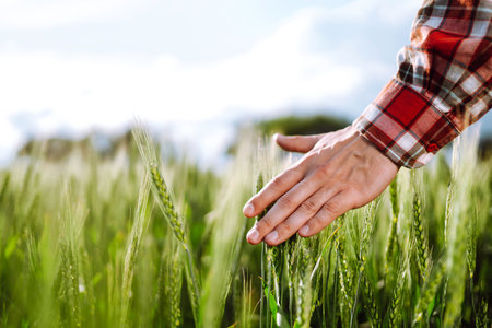 Farmer's hand touching young ears of green crop. Ripening ears of wheat field.の写真素材