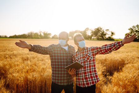 Two farmers in sterile medical masks with a tablet in their hands in a wheat field during pandemic.の写真素材