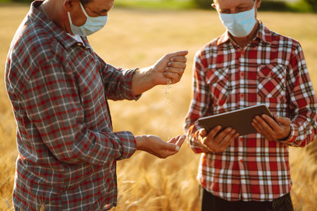 Farmers in sterile medical mask using digital tablet in field of wheat. harvesting concept.の写真素材