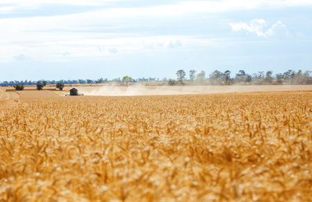 Time to harvest! Beautiful view of the work of the combine harvesting wheat. harvester machine.の写真素材