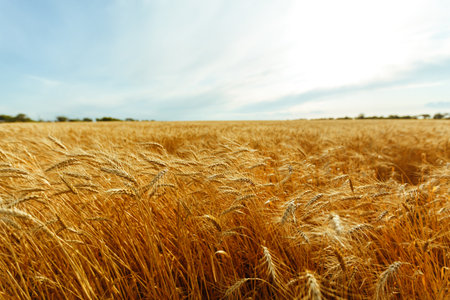 Backdrop of ripening ears of yellow wheat field on the sunset orange sky background. Idea of a rich harvest.の写真素材
