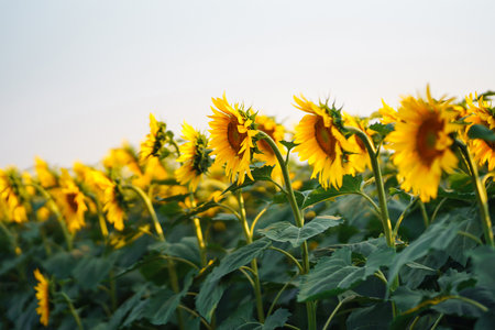 Field of blooming sunflowers. Organic and natural floral background. Agricultural on a sunny day.