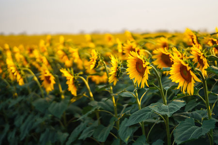 Field of blooming sunflowers. Organic and natural floral background. Agricultural on a sunny day.の写真素材