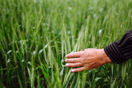 Farmer's hand touches immature sprouts of wheat. Agricultural growth and farming concept.