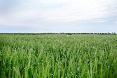 Unripe wheat - green wheat field. Agricultural growth and farming business concept.