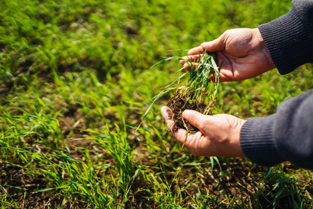 Young Green wheat seedlings in the hands of a farmer. Agronomist checks and explores sprouts of rye.