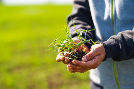 Young Green wheat seedlings in the hands of a farmer. Agronomist checks and explores sprouts of rye.