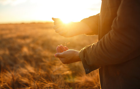 Amazing Hands Of A Farmer Close-up Holding A Handful Of Wheat Grains In A Wheat Field.の写真素材