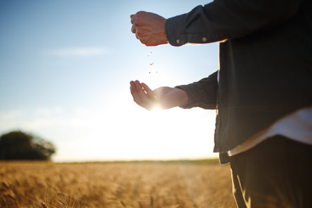 Amazing Hands Of A Farmer Close-up Holding A Handful Of Wheat Grains In A Wheat Field.の写真素材