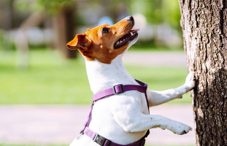 Happy active dog, jack russell playing in the park. domestic dog concept.
