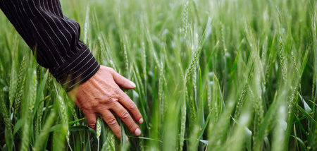 Farmer's hand touches immature sprouts of wheat. Agricultural growth and farming concept.の写真素材
