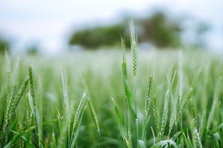 Unripe wheat - green wheat field. Agricultural growth and farming business concept.の写真素材