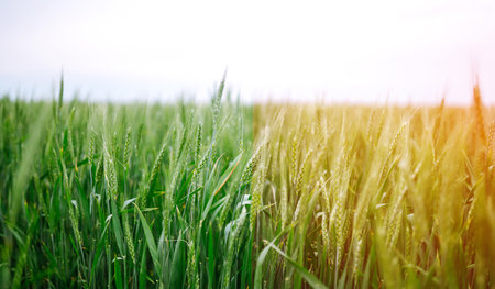 Wheat ripening. Unripe wheat green wheat field/ Ripe cereal crop - Ears of golden wheat.の写真素材
