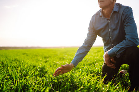 Green wheat seedlings in the hands of a farmer. Male farmer looking at the produce before harvesting.の写真素材