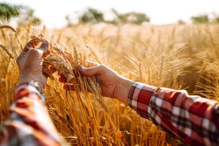 Amazing view with Man With His Back To The Viewer In A Field Of Wheat Touched By The Hand Of Spikes.の写真素材