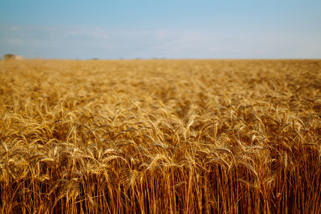 Backdrop of ripening ears of yellow wheat field on sunset Close up nature photo Idea of rich harvestの写真素材