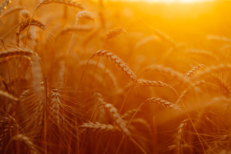 Sunset wheat golden field in the evening. Growth nature harvest. agriculture farm.の写真素材