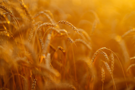 Sunset wheat golden field in the evening. Growth nature harvest. agriculture farm.の写真素材
