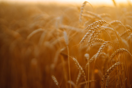 Sunset wheat golden field in the evening. Growth nature harvest. agriculture farm.の写真素材