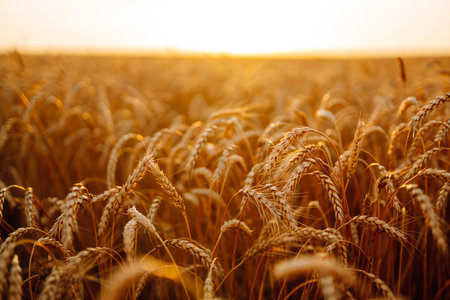 Sunset wheat golden field in the evening. Growth nature harvest. agriculture farm.の写真素材