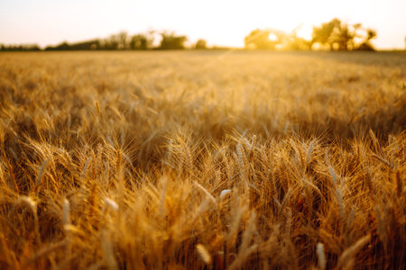 Sunset wheat golden field in the evening. Growth nature harvest. agriculture farm.の写真素材
