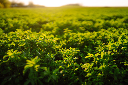Green field of lucerne (Medicago sativa). Field of fresh grass growing. Ecology concept.の写真素材