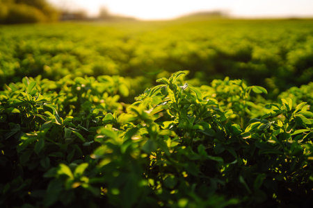 Green field of lucerne (Medicago sativa). Field of fresh grass growing. Ecology concept.の写真素材
