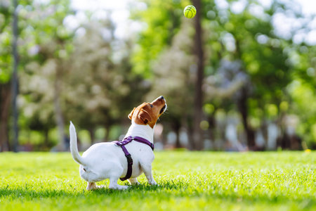 Happy active dog, jack russell playing in the park. domestic dog concept.の写真素材